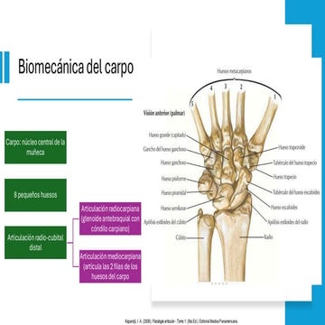 BIOMECANICA DEL CARPO, BIOMECANICA DEL CARPO | PDF