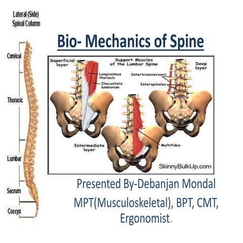 Biomechanich of the spine ppt (2)