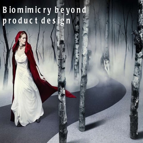 Biomimicry beyond product design