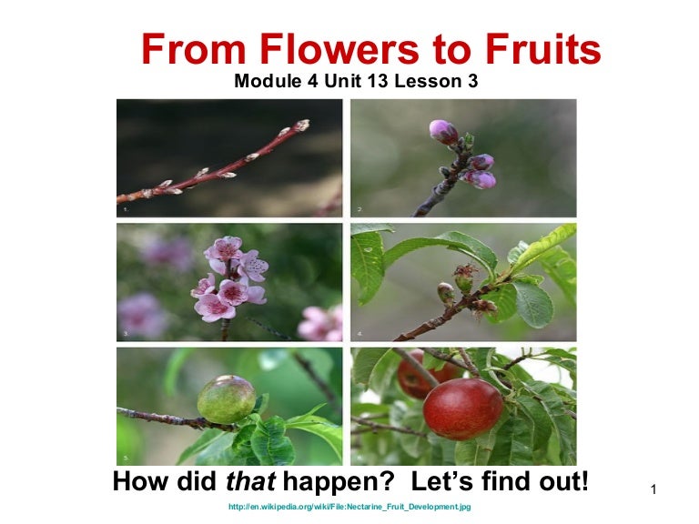 Biology M4 Flowers to fruits and seeds