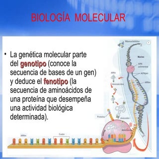 Biología Molecular