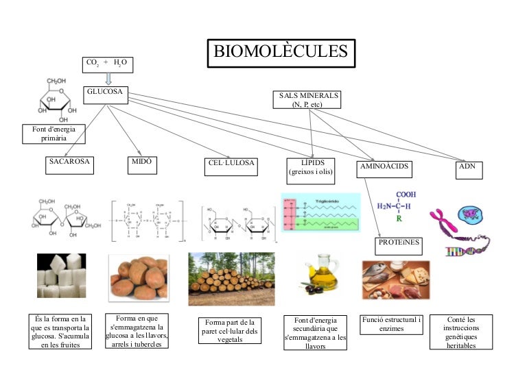 Biomolècules