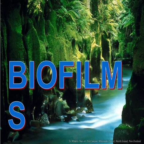 Biophilms