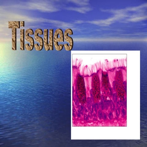 Epithelium, cells,tissues & histology | PPT