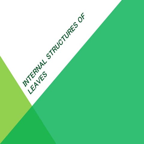 Biopresentationinternalstructuresofleaves 130811070327-phpapp02