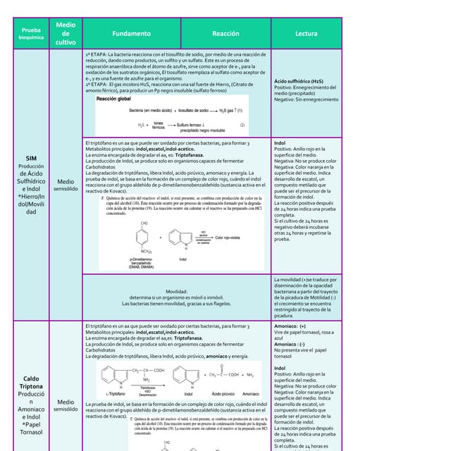 pruebas Bioquimicas para microorganismos medios | PDF