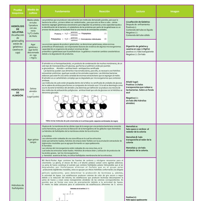 pruebas Bioquimicas para microorganismos medios | PDF