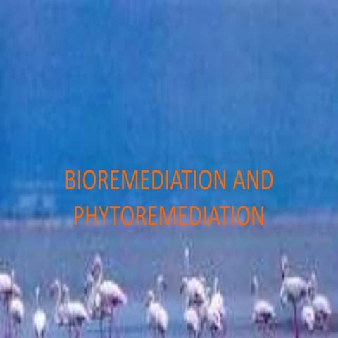 Bioremediation and phytoremediation
