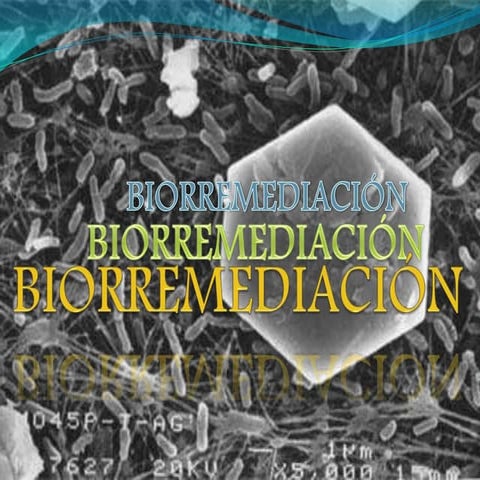 Biorremediación. Grupo 9