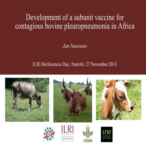 Development of a subunit vaccine for contagious bovine pleuropneumonia in Africa