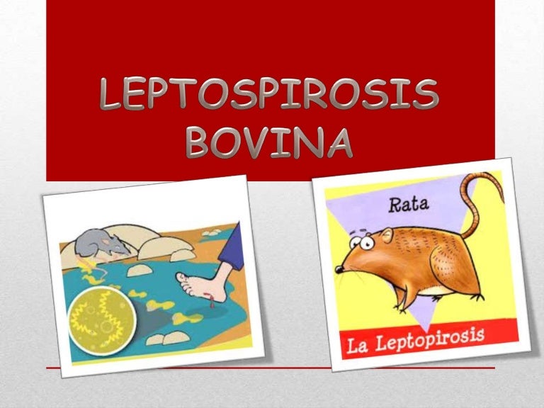 Leptospirosis Bovina
