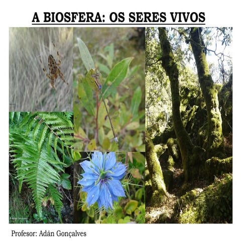 Biosfera