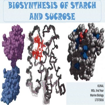 Biosynthesis of sucrose and starch