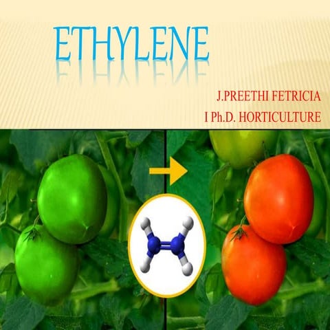 Biosynthesis, translocation, physiological role in cell level, basic function...