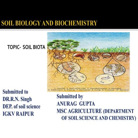Soil biota