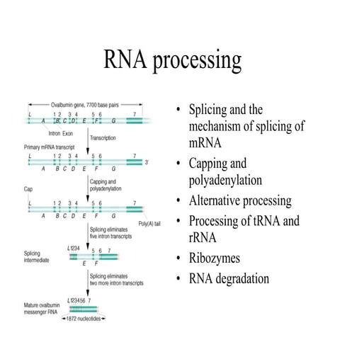 Biotech 2011-05-eukaryotic-genes