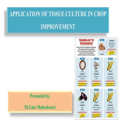 application of tissue culture in crop improvement | PPTX