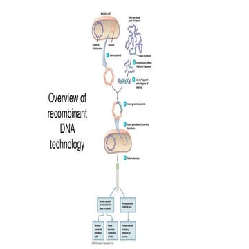Biotechnology_transgenic plants.pptx