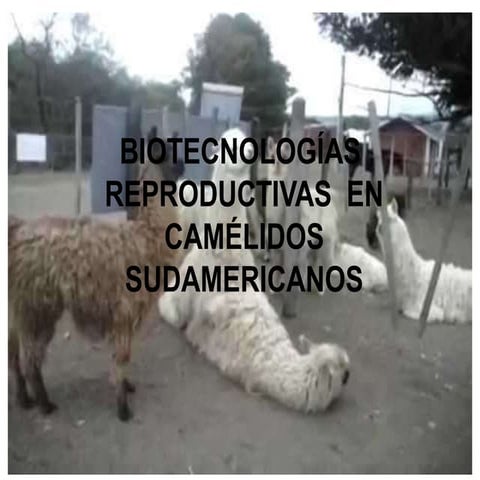 Biotecnologías reproductivas en alpacas.pdf