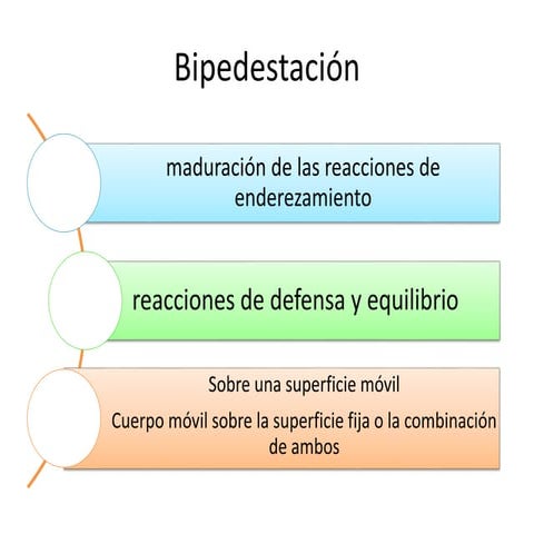 Bipedestación