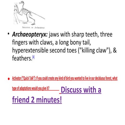 Bird adaptation artistry evolution