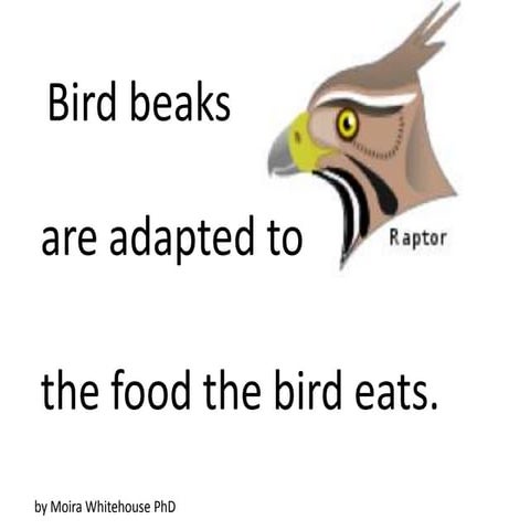 Bird beaks (teach)