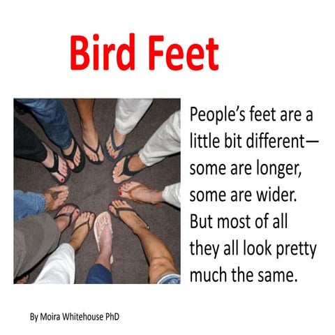 Bird feet  (Teach)