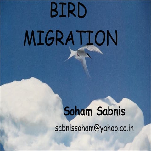 Bird Migration