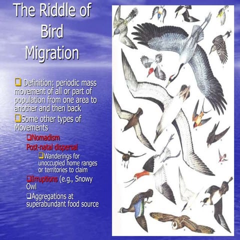 birdmigration.ppt