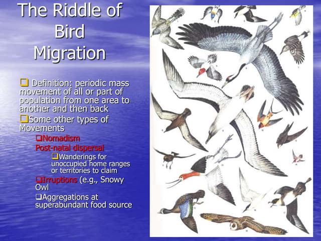 Migration in Birds | PPTX