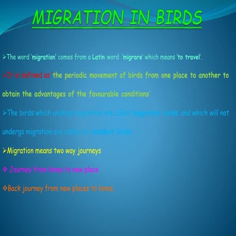 Bird migration7