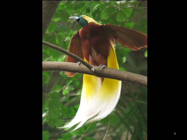 Bird Of Paradise