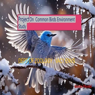 bird ppt Presentation.survey about the bird.pptx.