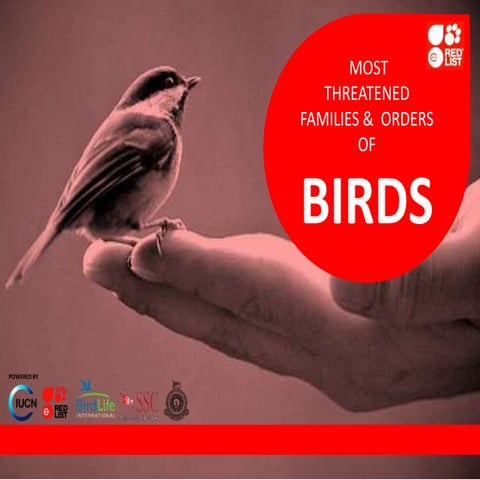 Bird presntsation | PPTX