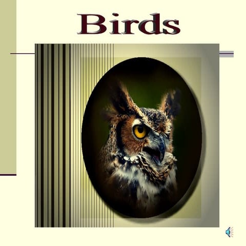 Birds 1