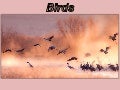 Birds