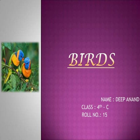 Birds