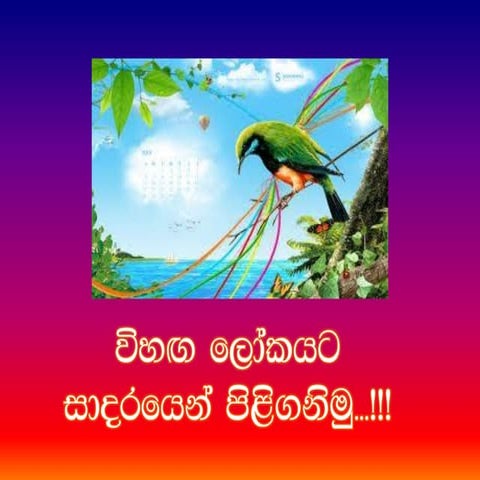 Sri Lankan Birds | PDF
