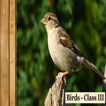 Environmental Science (EVS) : Birds (Class III)