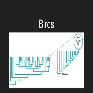 Birds