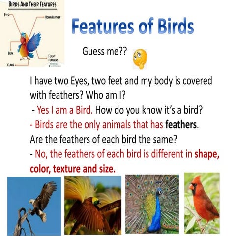 Birds, claws and Feathers