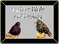 Birds And Sayings