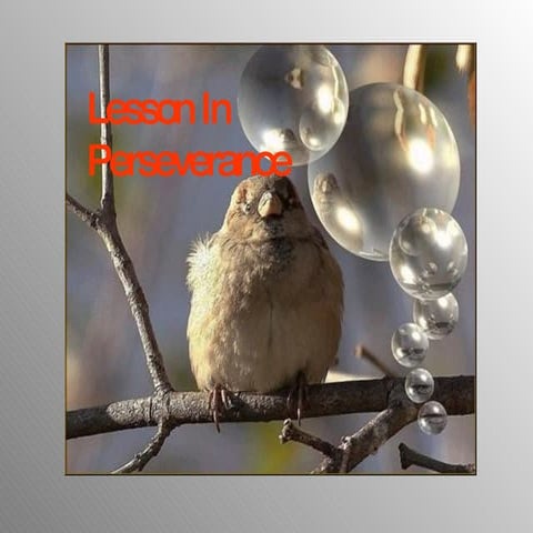 Birds - Perseverance