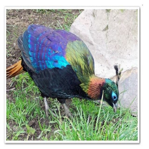 Birds with Nature | PPT