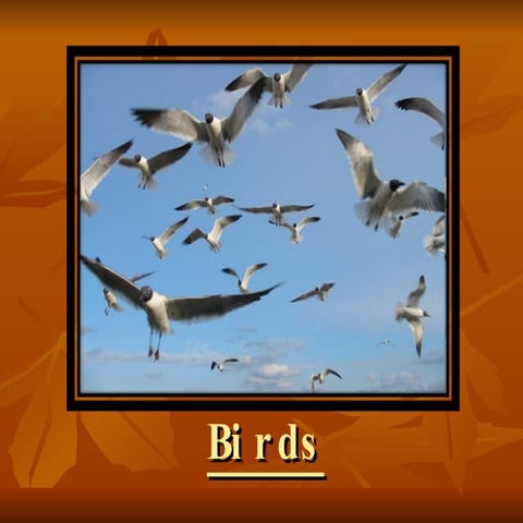Birds deyan