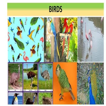 Birds, evolutionary prospective