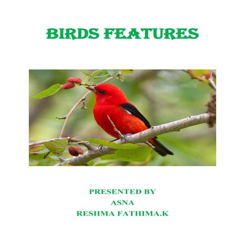 Birds features