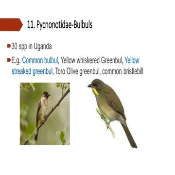 Birds in Uganda-part 2.pptx