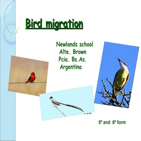 Birds migration final copy