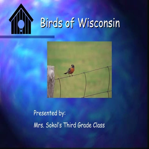 Wisconsin Birds 09 10